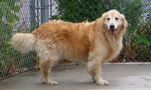 Largest Golden Retriever