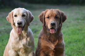 Male vs. Female Golden Retrievers