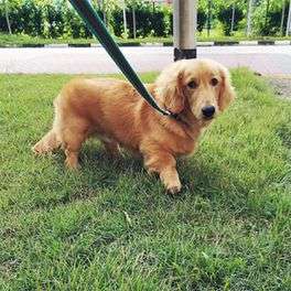 Miniature Golden Retriever Price