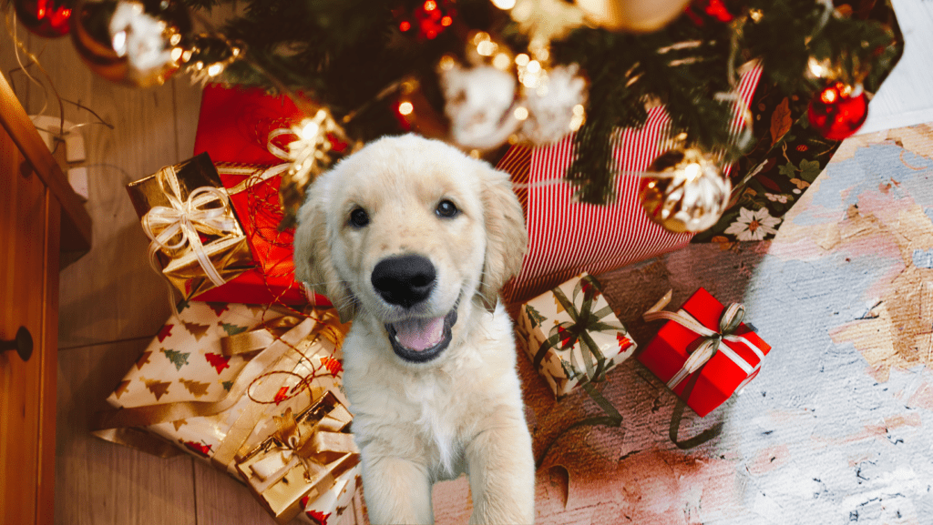 Puppies For Christmas