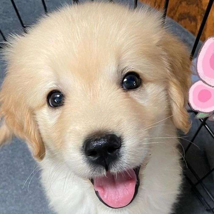 Puppy Dog