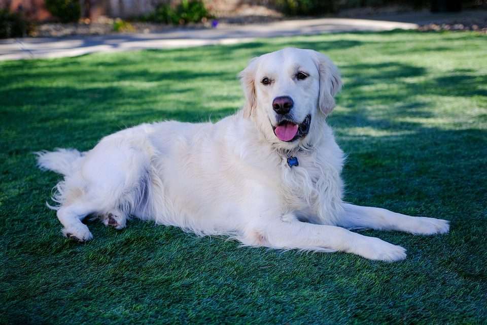Purebred Golden Retriever Cost