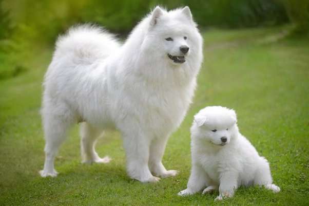 Samoyed And Golden Retriever