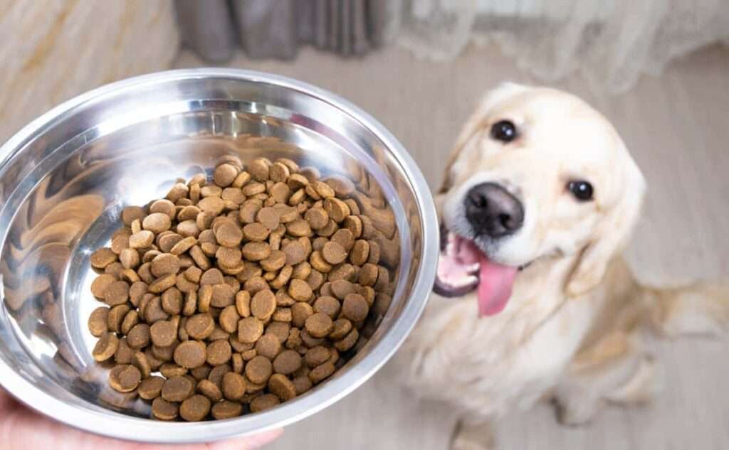 What class of dog is a Golden Retriever