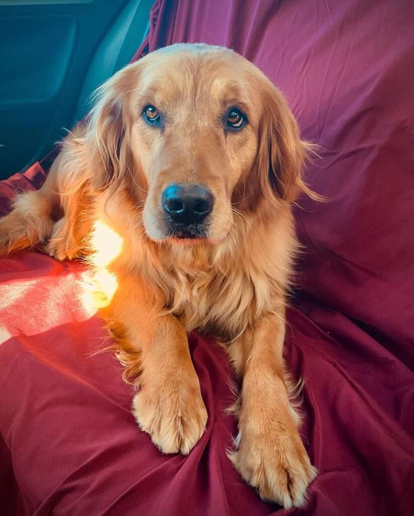 Where Can I Buy A Dog Online
