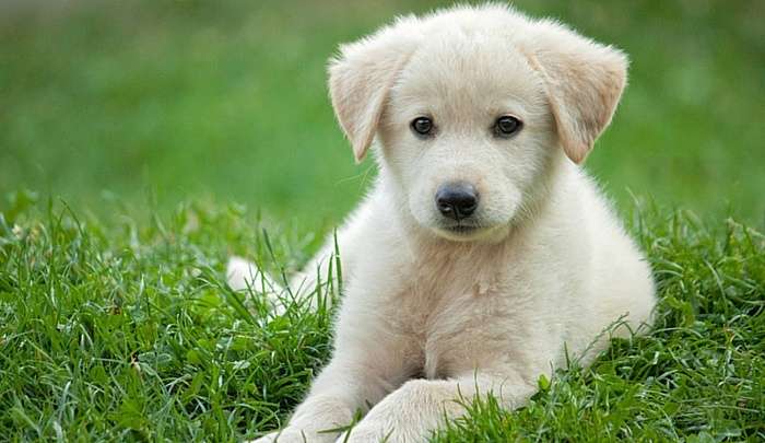 miniature retriever