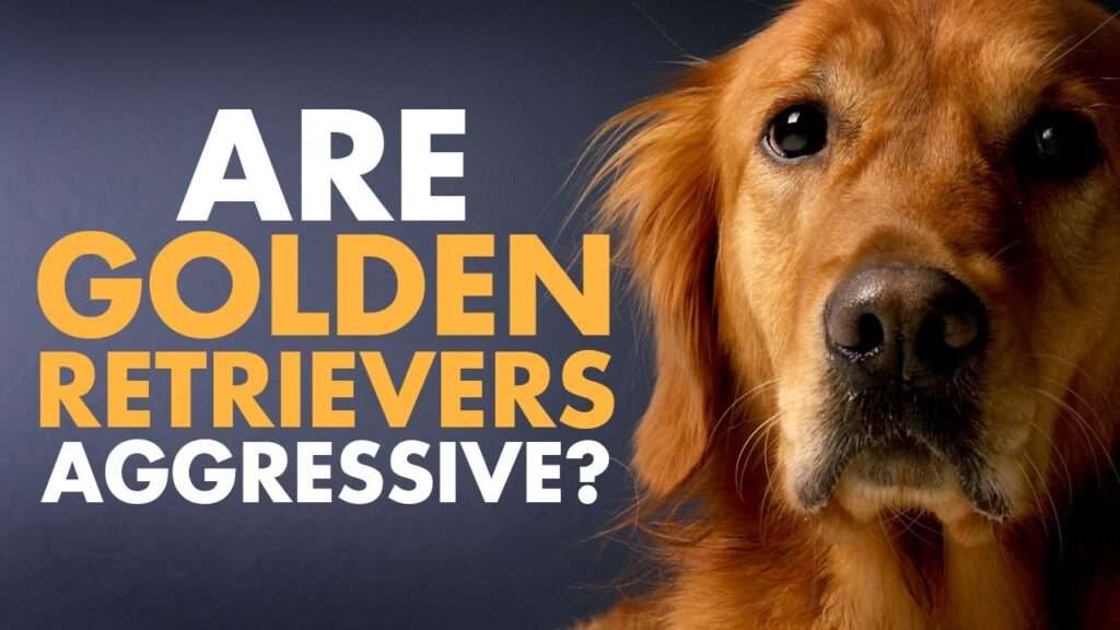 Are Golden Retrievers Aggressive