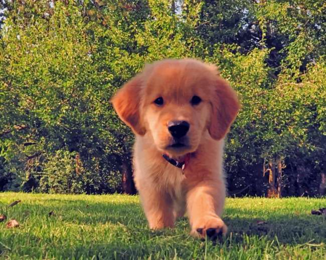 Brown Golden Retriever Puppy