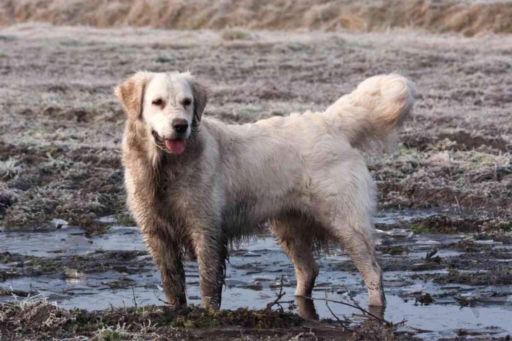 Do Golden Retrievers Smell