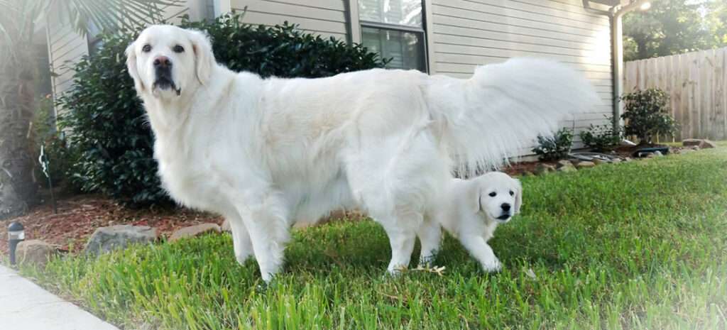 English Cream Retriever Breeders