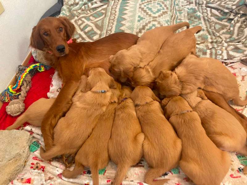 Golden Irish Puppies