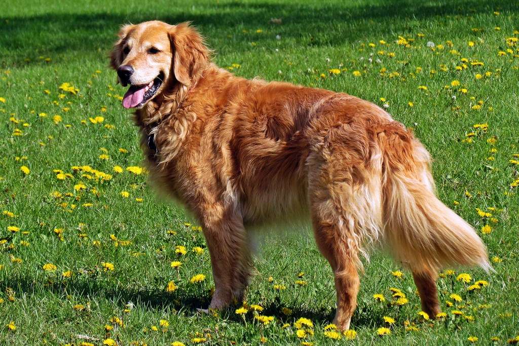 Golden Retriever Original