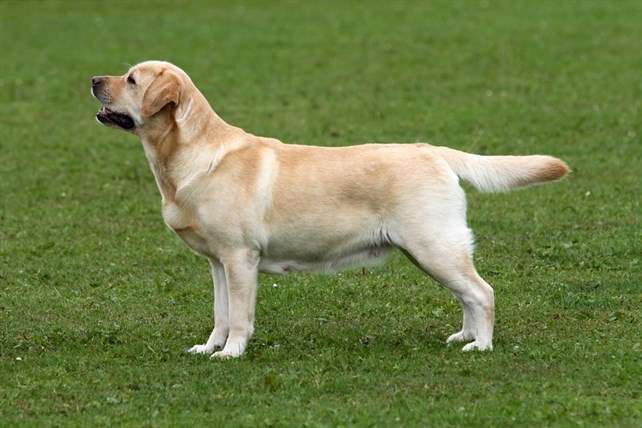 Golden Retriever Short Hair