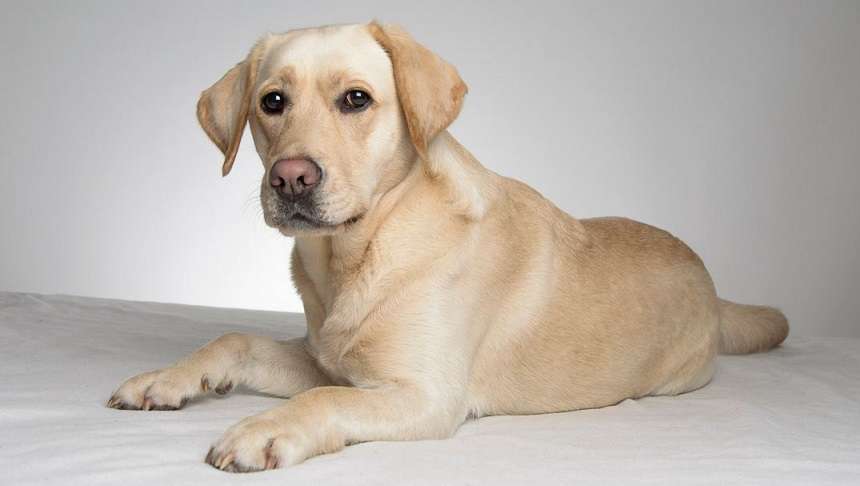 Golden Retriever With Short Hair