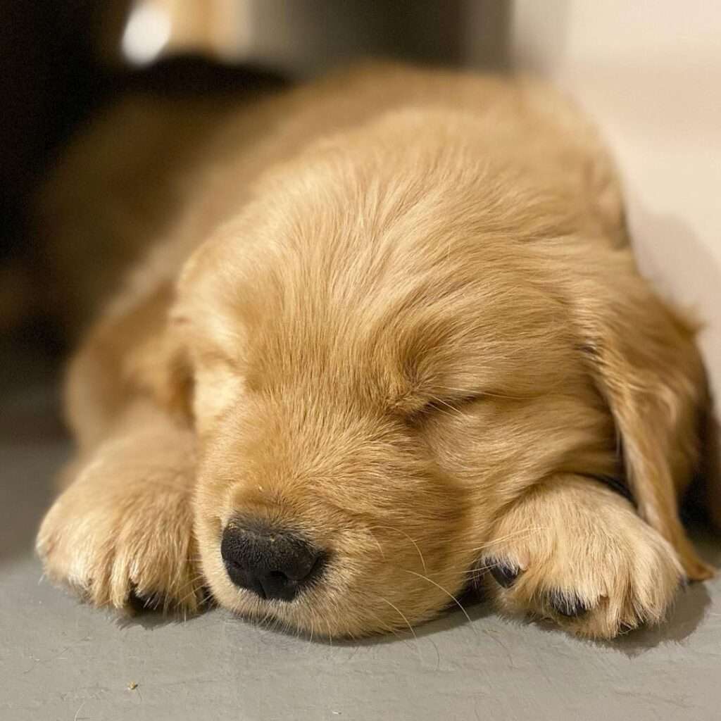 Light Brown Golden Retriever