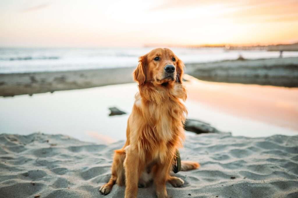 Light Golden Retriever - 1 Tip About Light Golden Retriever