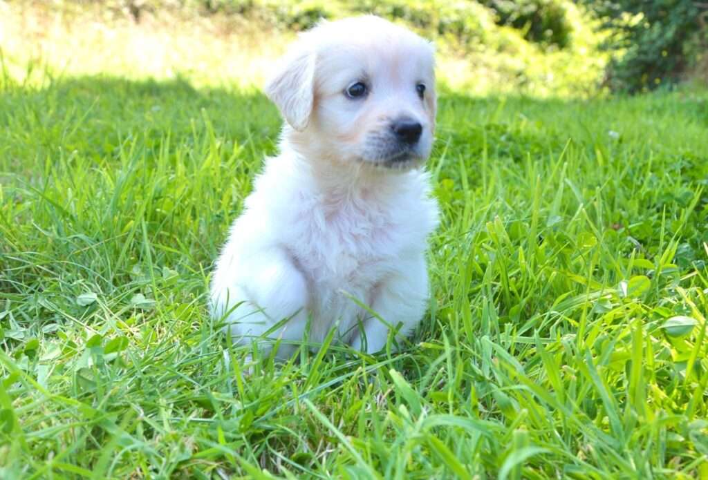 Pure Golden Retriever Puppy