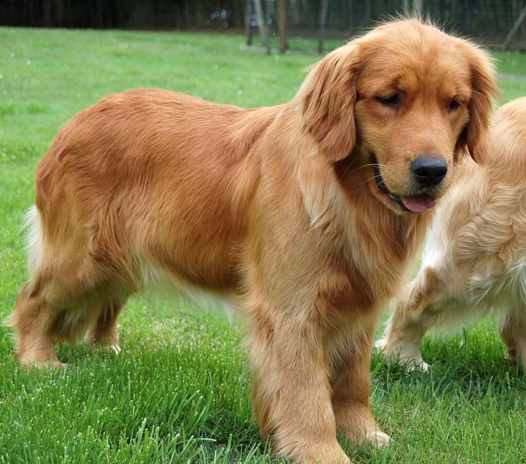 Which Golden Retriever is best