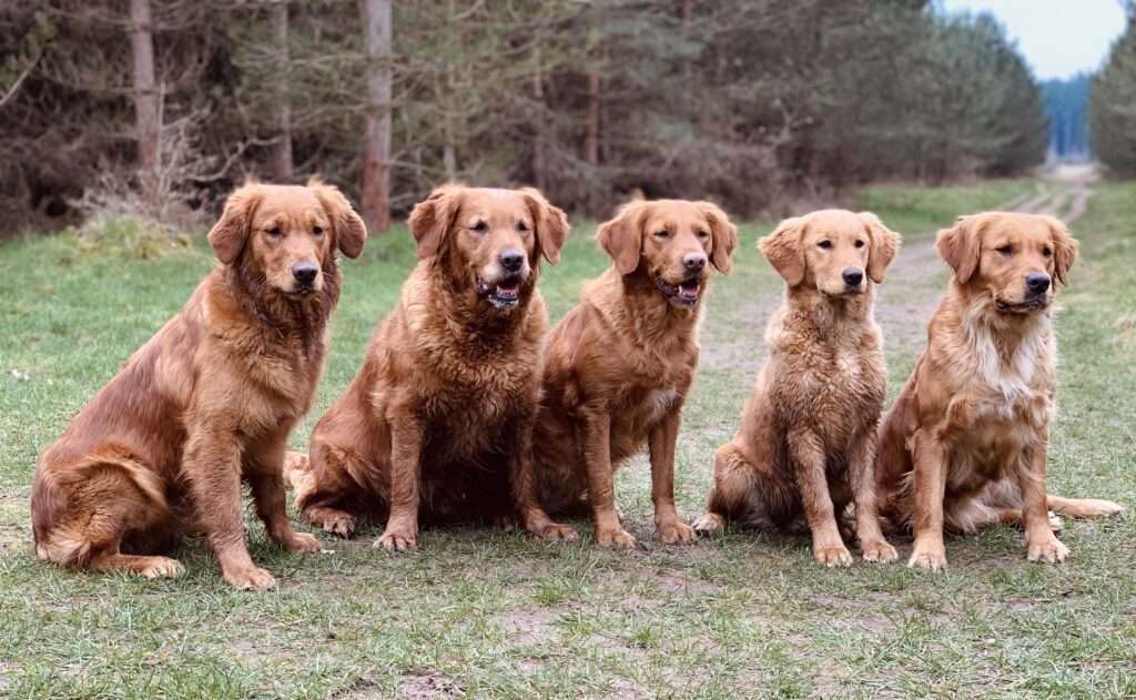 Will Golden Retrievers Defend You