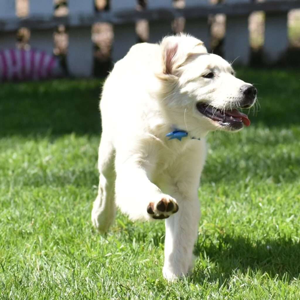 Golden Golden Retriever