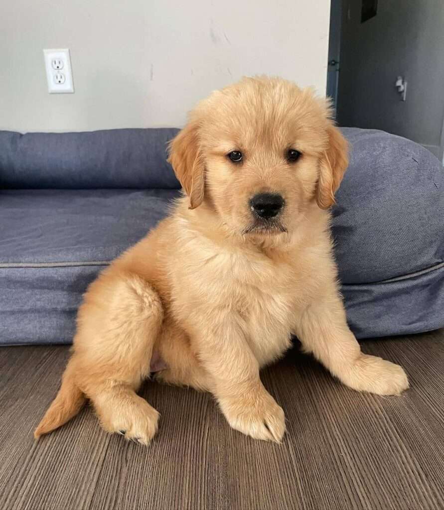 Golden Retrievers For Sale In Atlanta