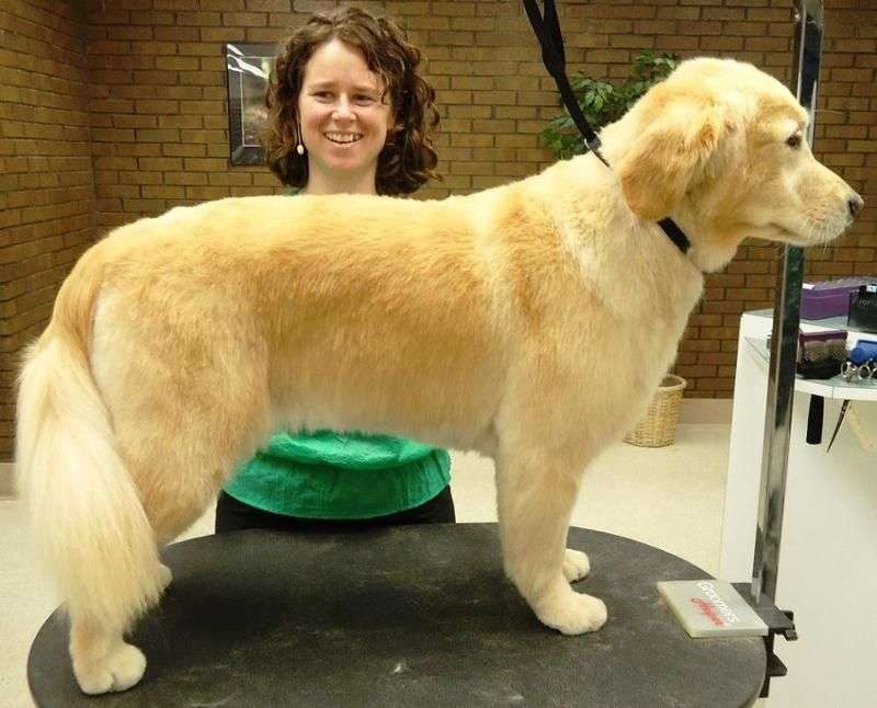 Pedigree Golden Retriever