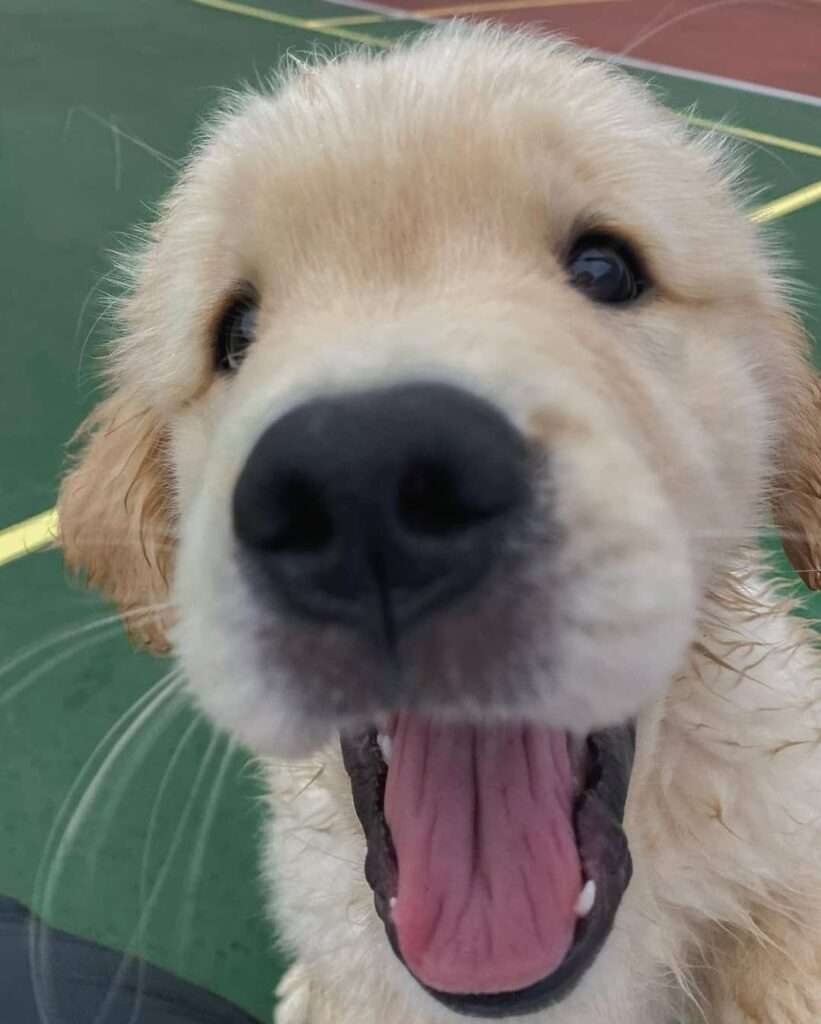 Puppies For Sale In Florida