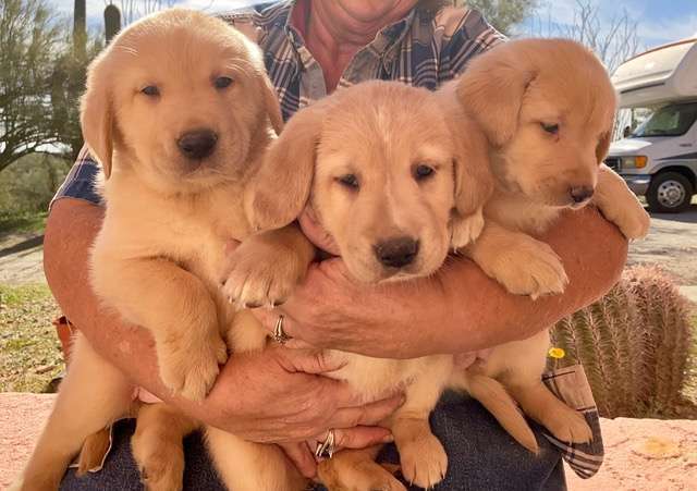 Golden Retriever Puppy Mix