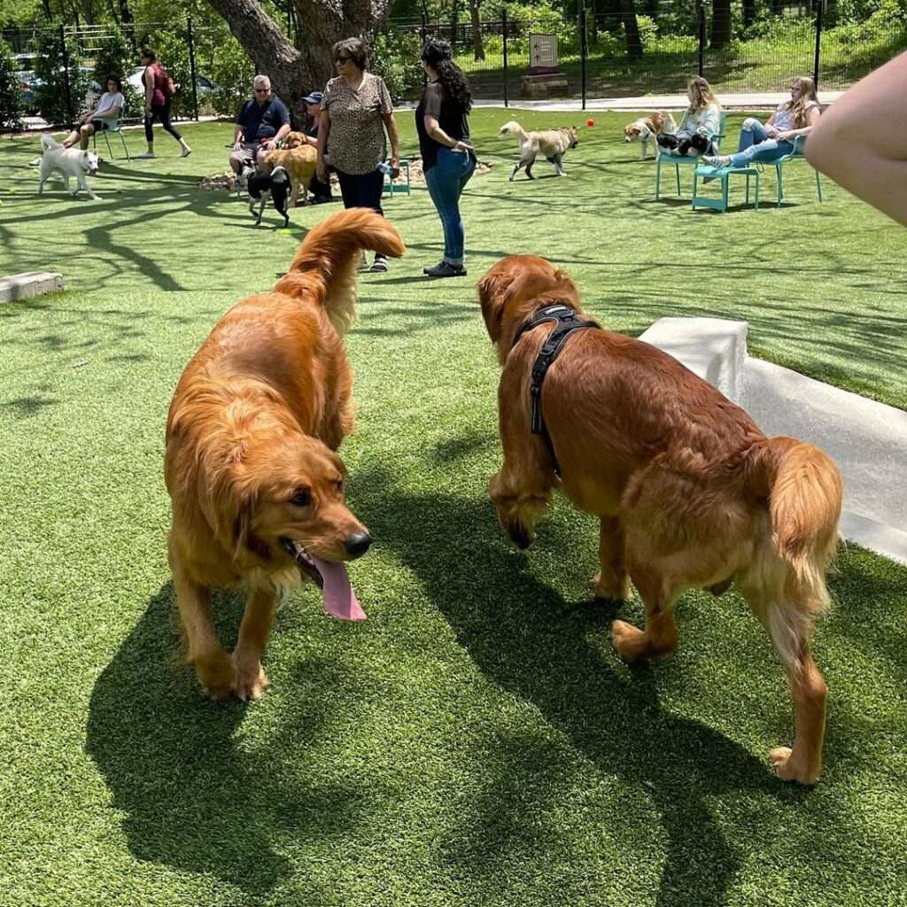 Golden Retrievers